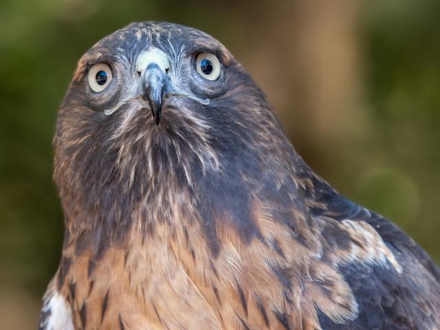 petunia the red-tailed hawk