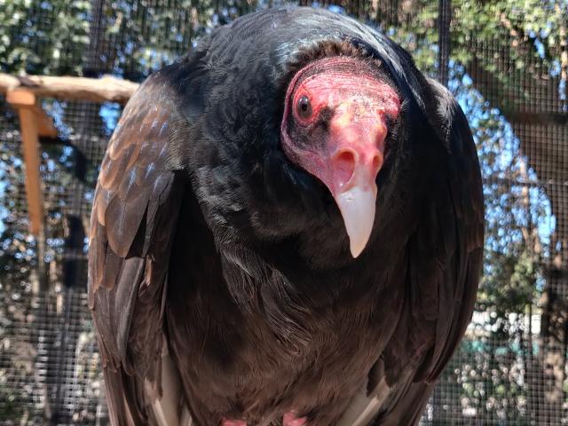 turkey vulture