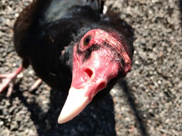 turkey vulture looking up at camera