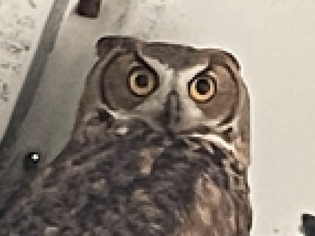 great horned owl