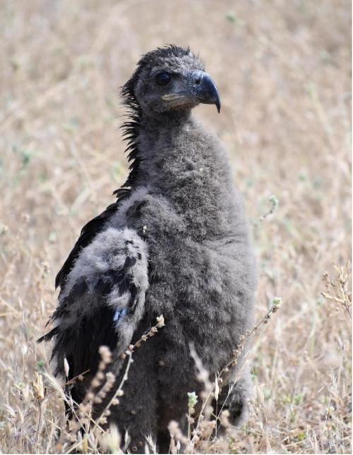 eaglet