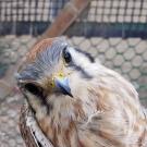 American kestrel