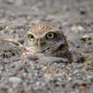 burrowing owl by Becky Matsuraba