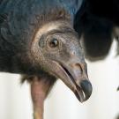 turkey vulture