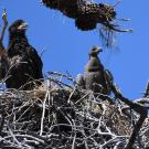 peewee the bald eagle