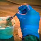 northern harrier hatchling feeding