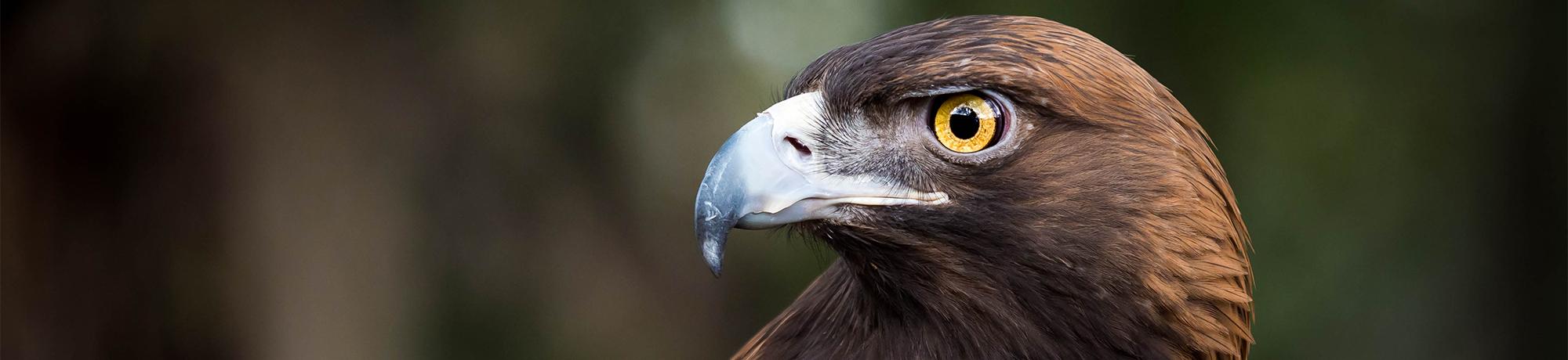 Sullivan is a golden eagle
