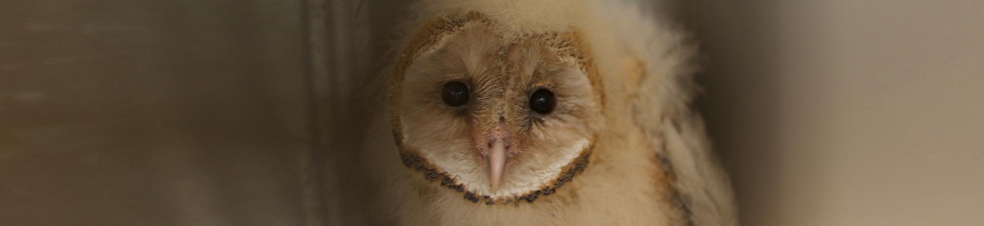 baby barn owl