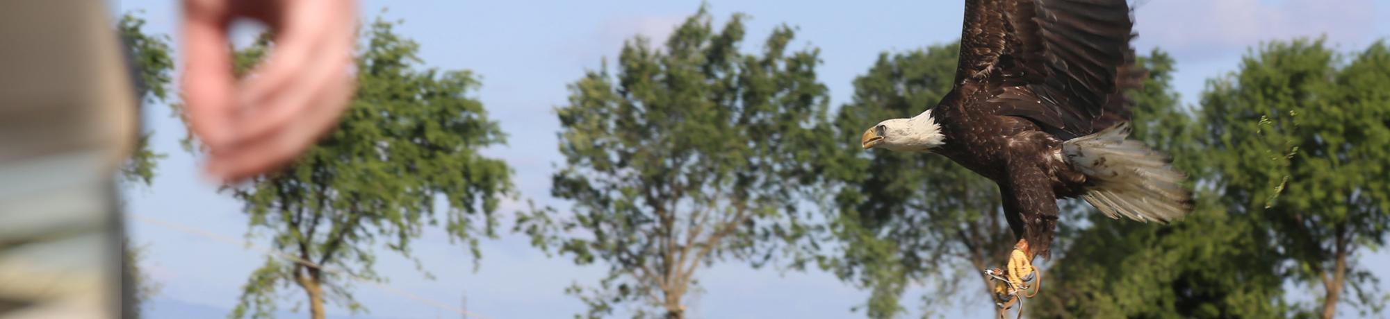 bald eagle flying