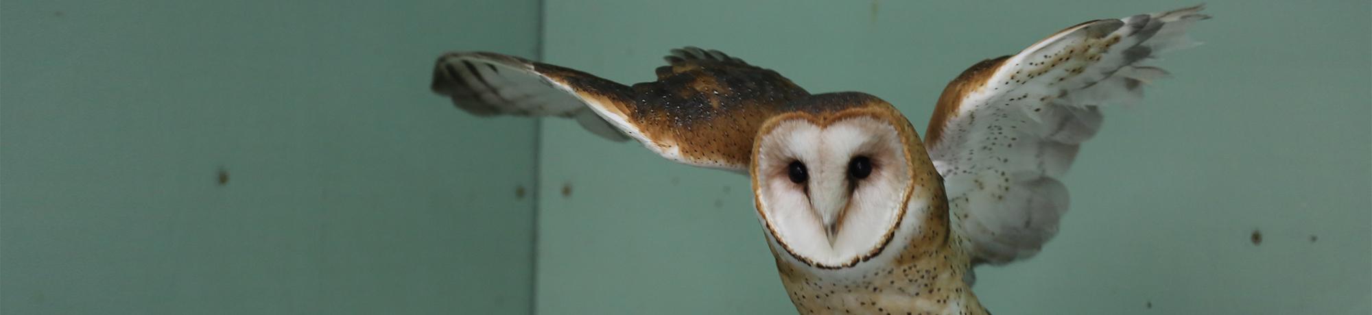 citrine is a barn owl