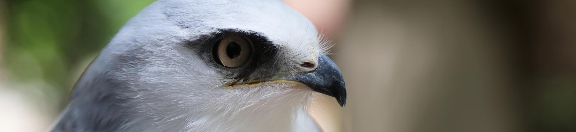 Eliza is a white-tailed kite