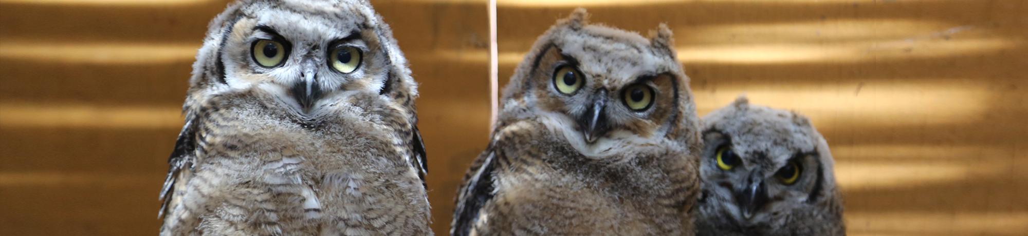 baby great horned owls