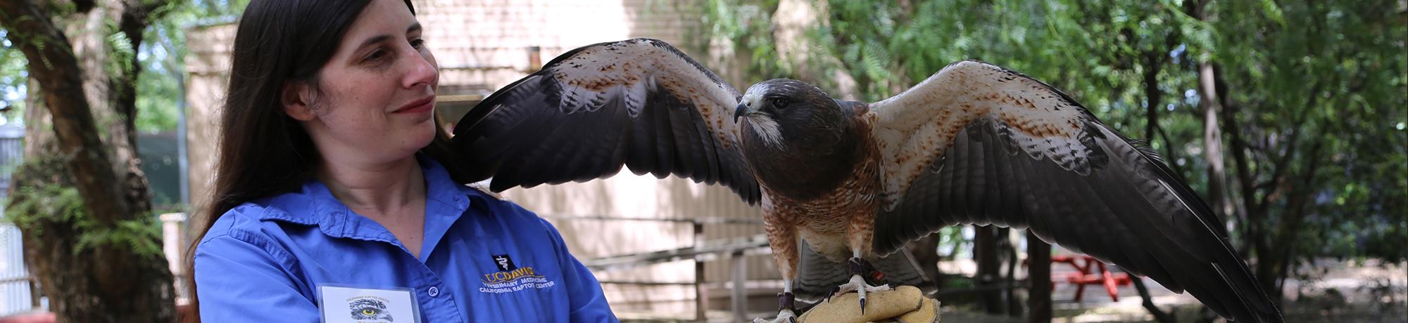 Grasshopper is a Swainson's hawk