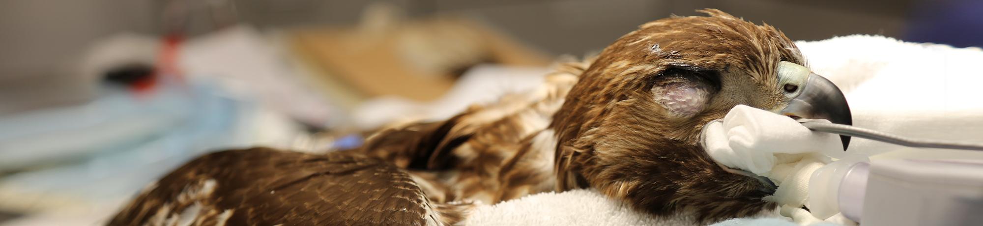 surgery on a red-tailed hawk