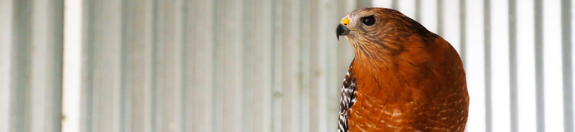 Mikey is a red-shouldered hawk