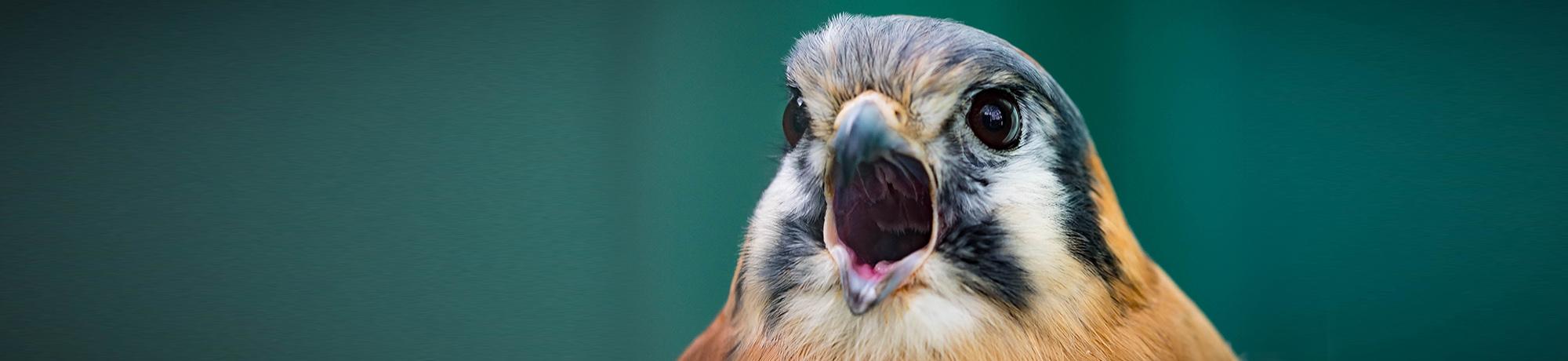 Spar is an American kestrel