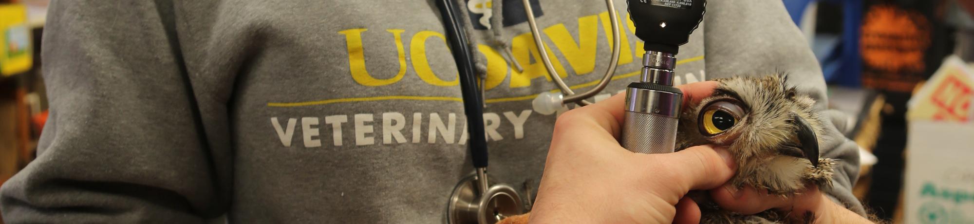 great horned owl eye examination