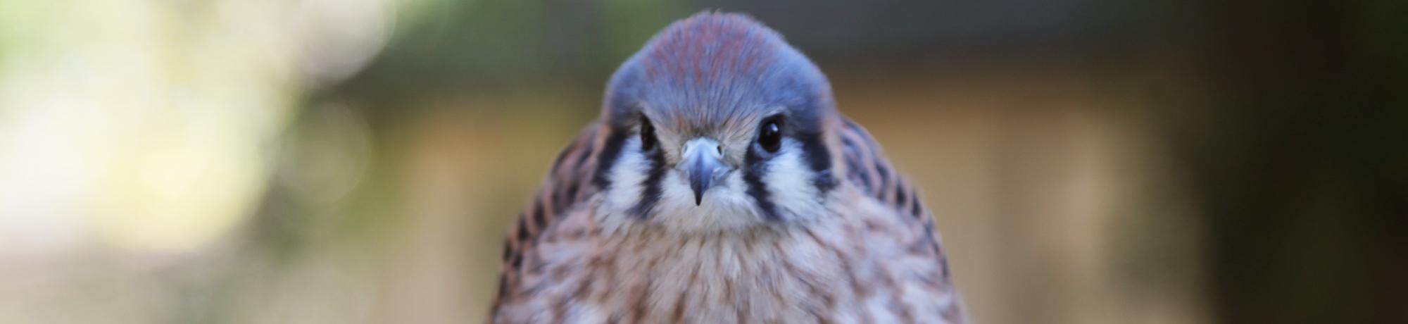 Kalli is an American kestrel