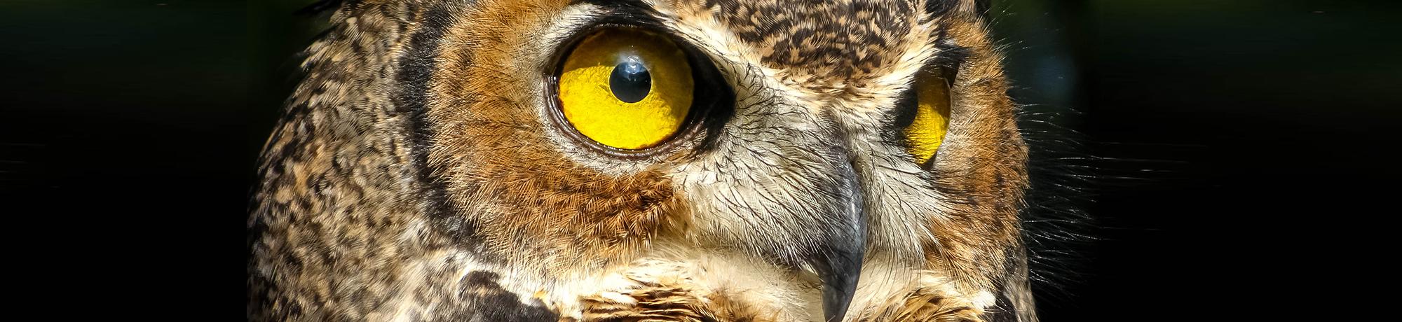 Buddy is a great horned owl