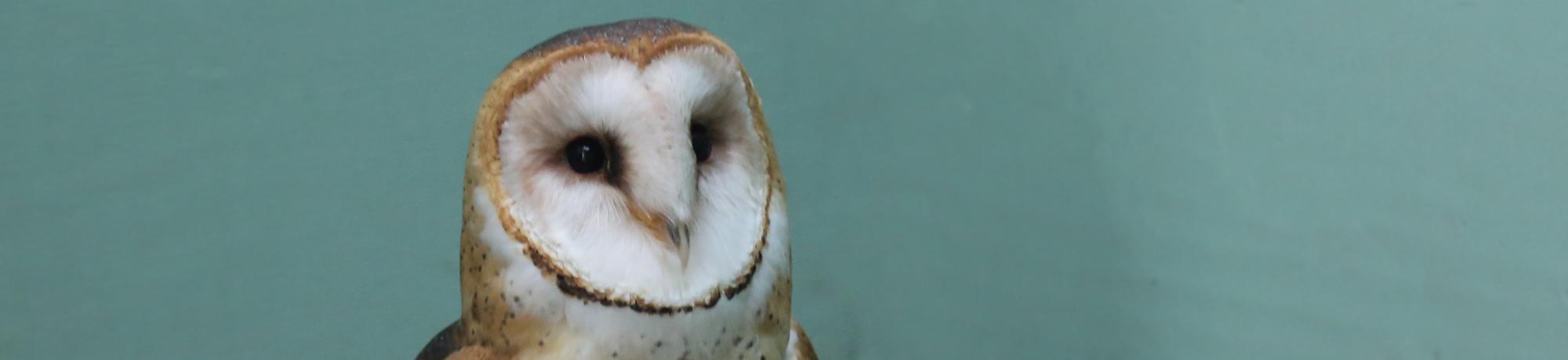 Citrine is a barn owl