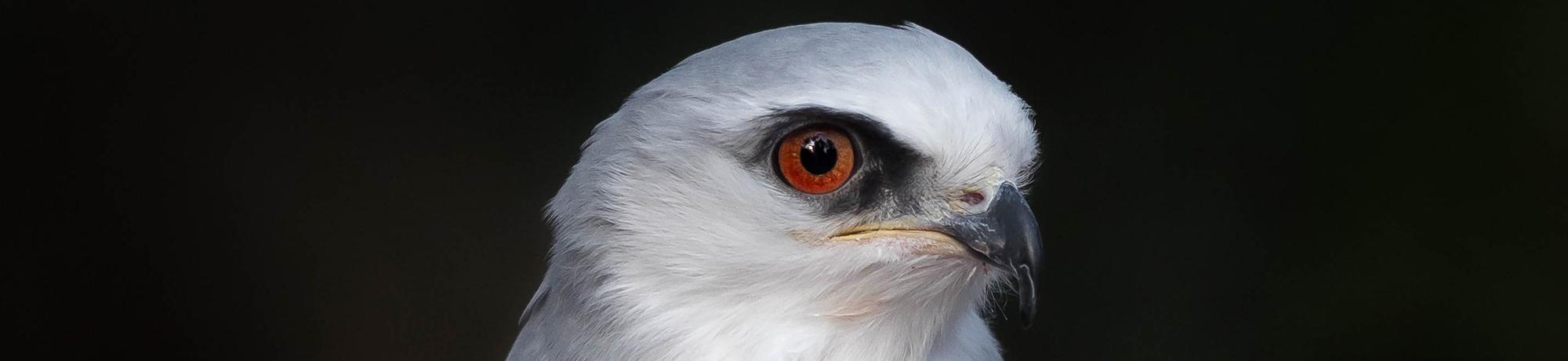 Elana is a white-tailed kite