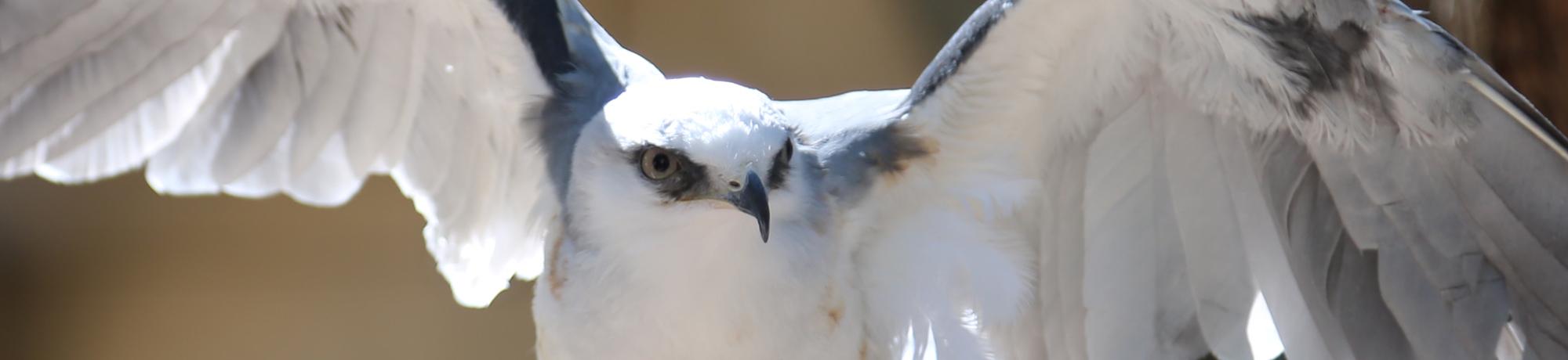 Eliza is a white-tailed kite