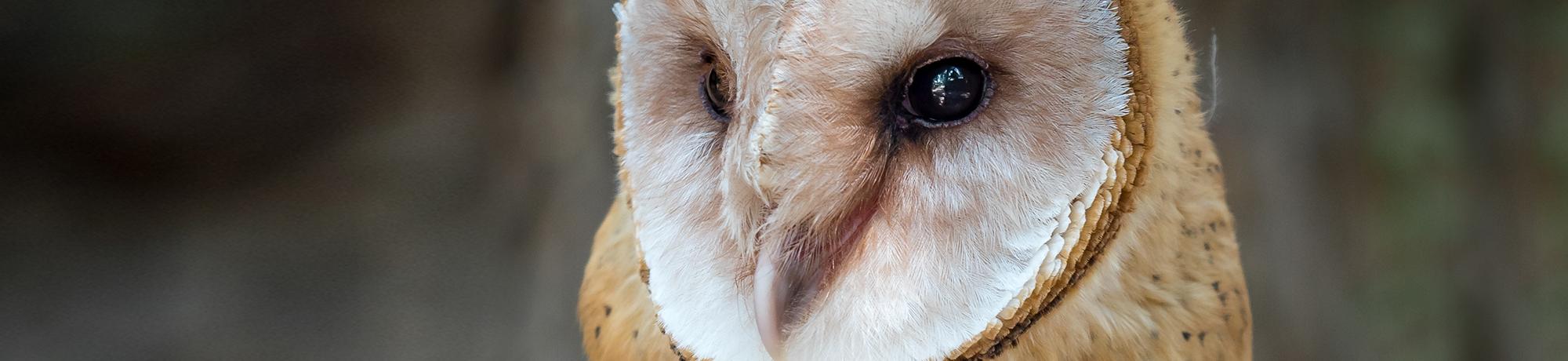 Ember is a barn owl