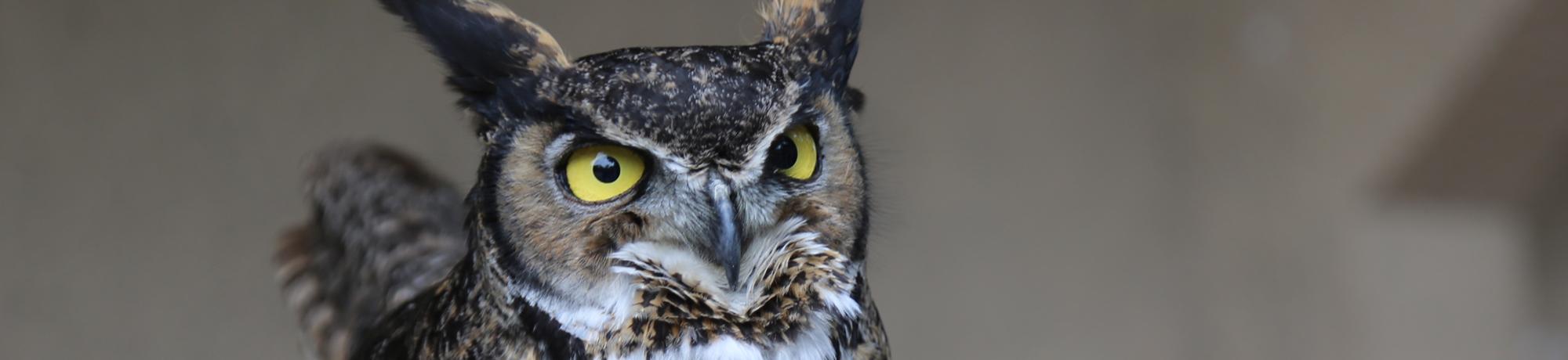 Forrest is a great horned owl