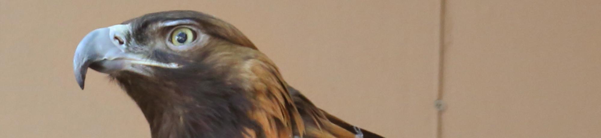 Fuzzy is a golden eagle
