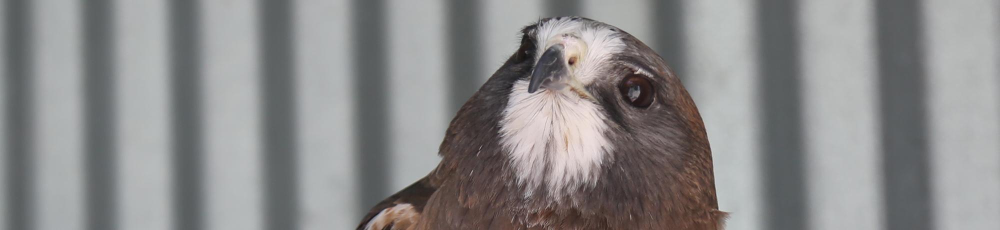 Grasshopper is a Swainson's hawk