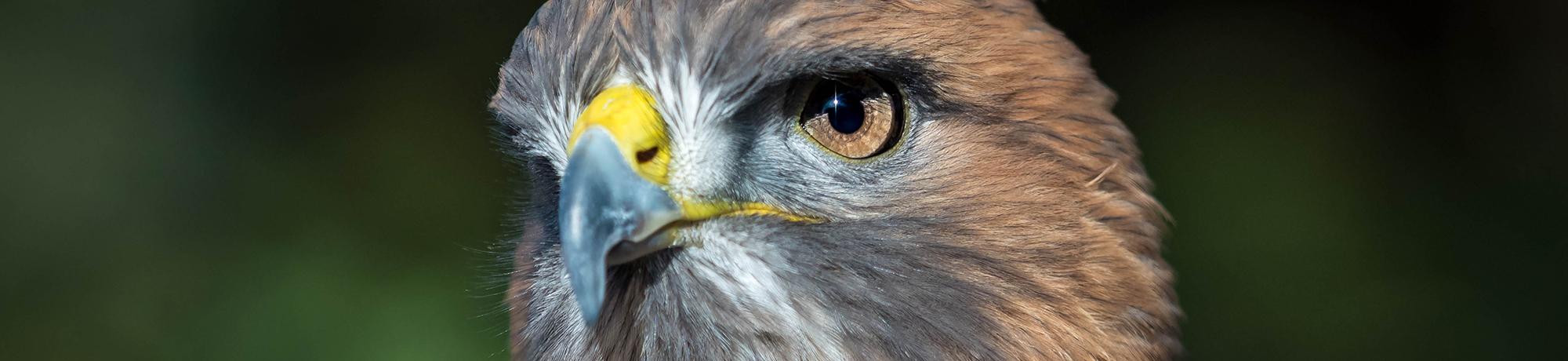 Jack is a red-tailed hawk