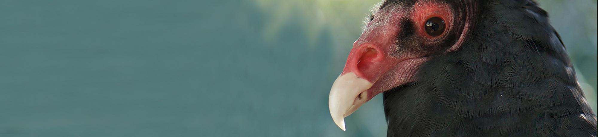 Juliet is a turkey vulture