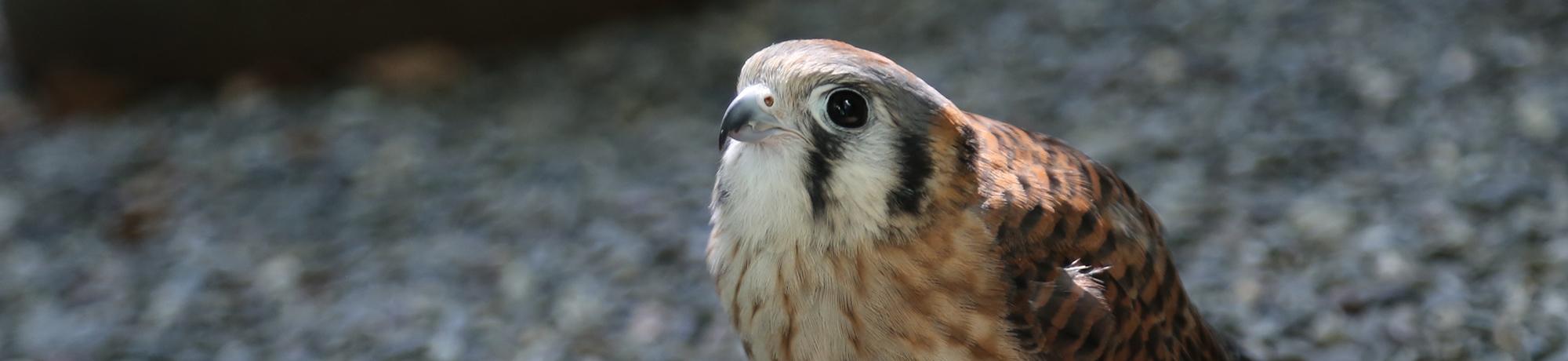 Kalli is an American kestrel