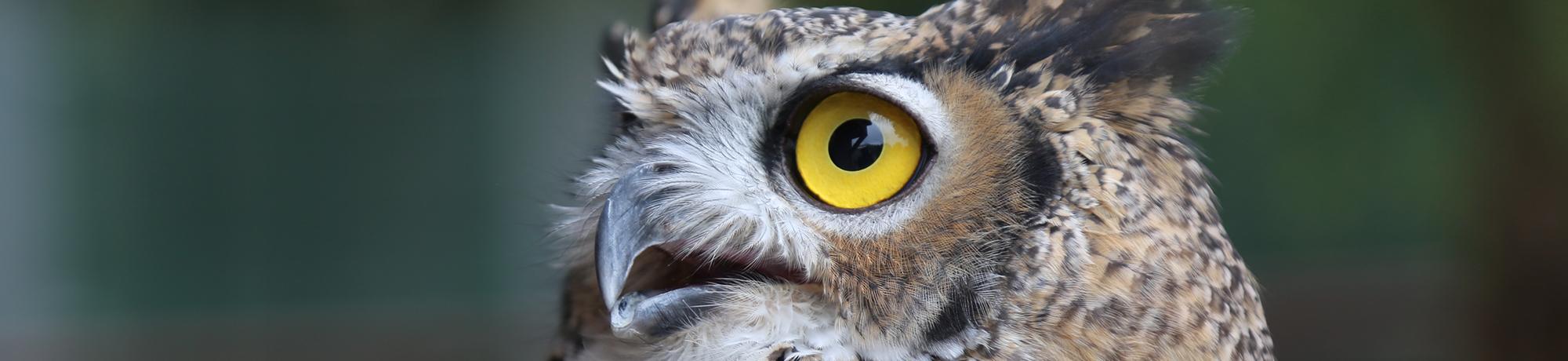 Luna is a great horned owl