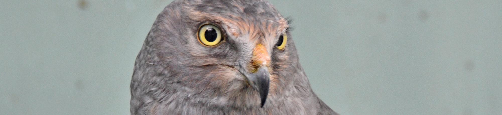 Noah is a northern harrier