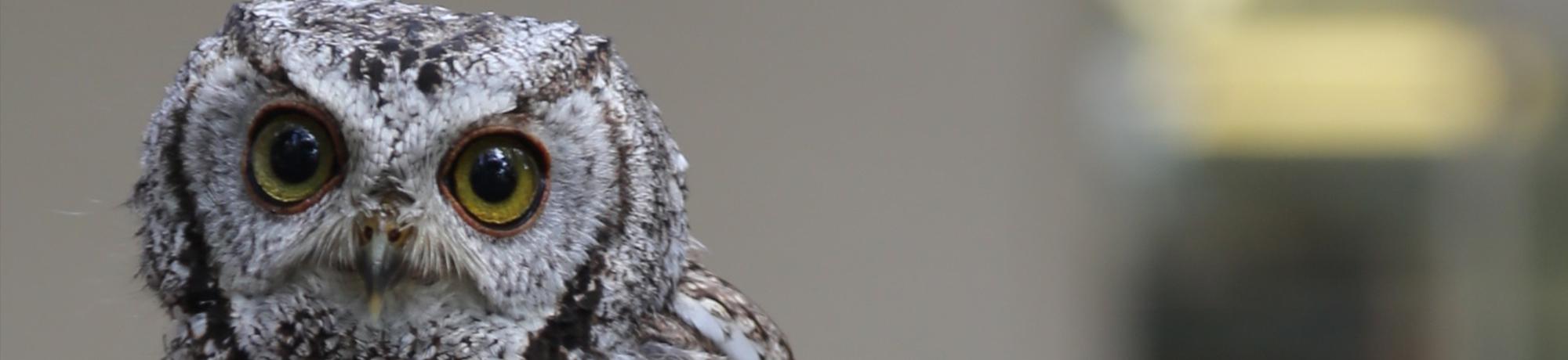 Wes is a western screech owl