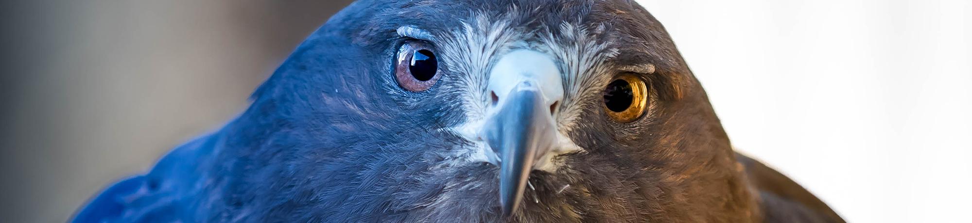 Whistler is a Swainson's hawk