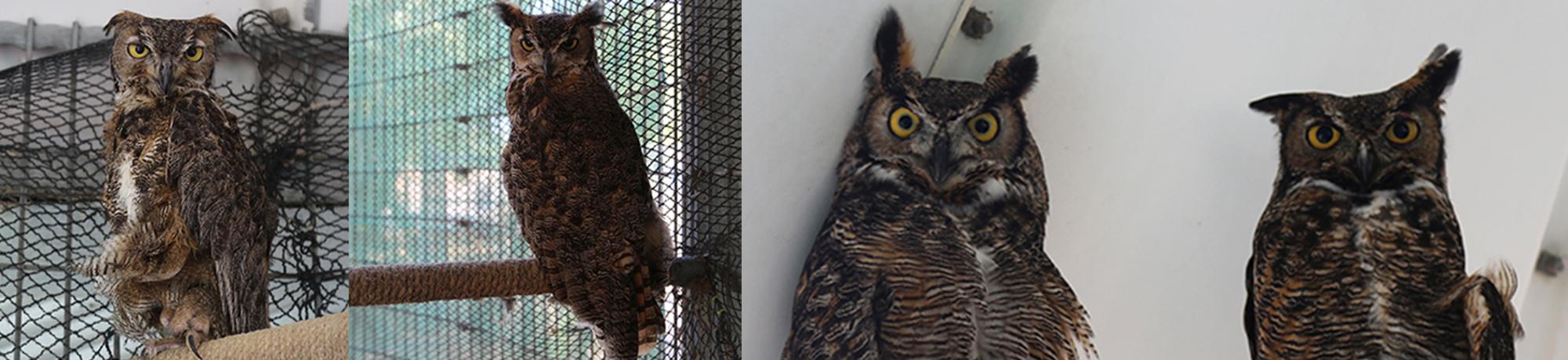 great horned owls
