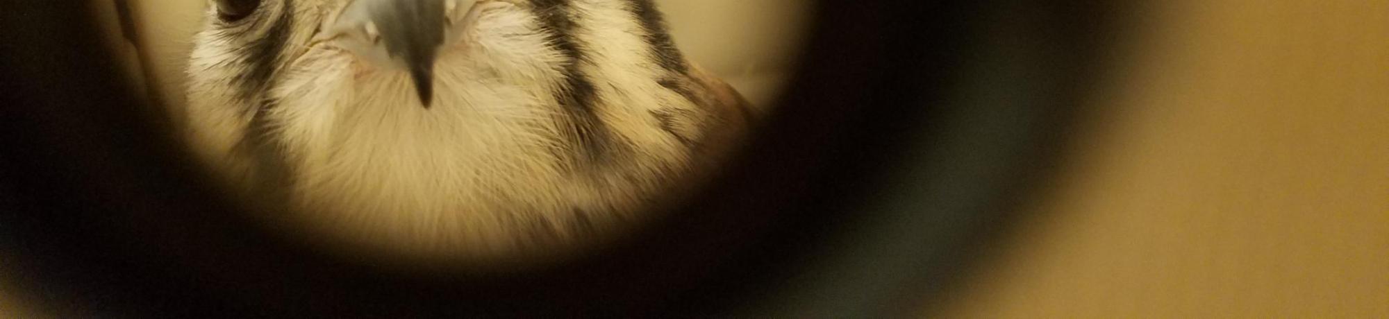 Kalli peephole