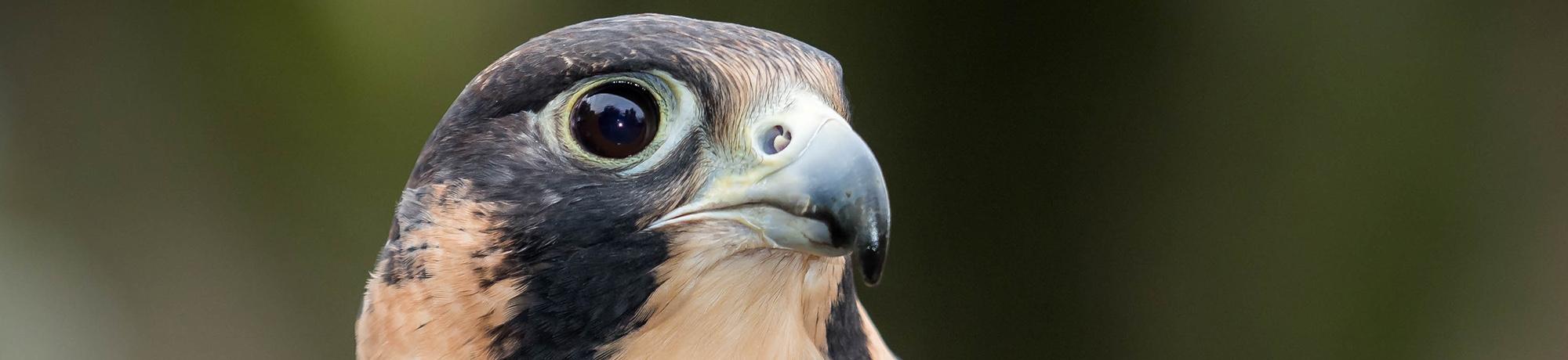 Phoenix is a peregrine falcon