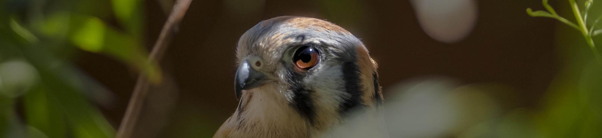 apollo the american kestrel
