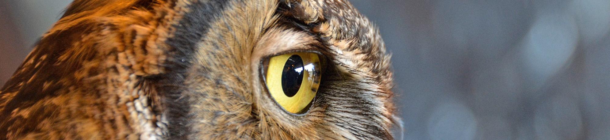 Forrest the Great Horned Owl