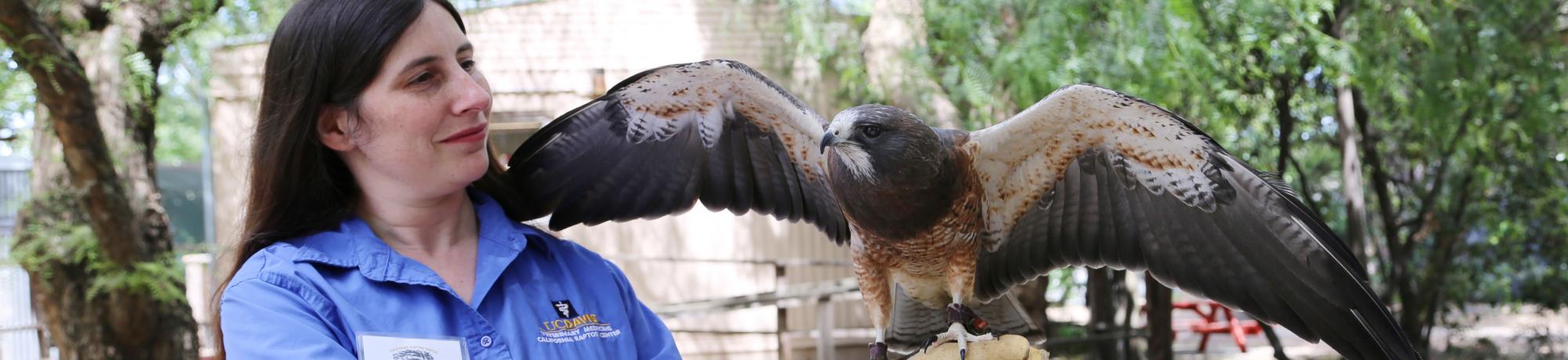 Grasshopper is a Swainson's hawk