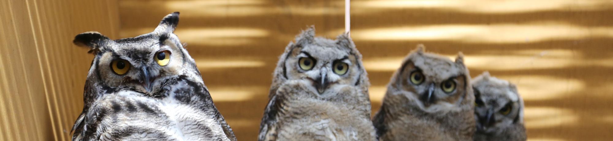 Puffy and the great horned owl babies