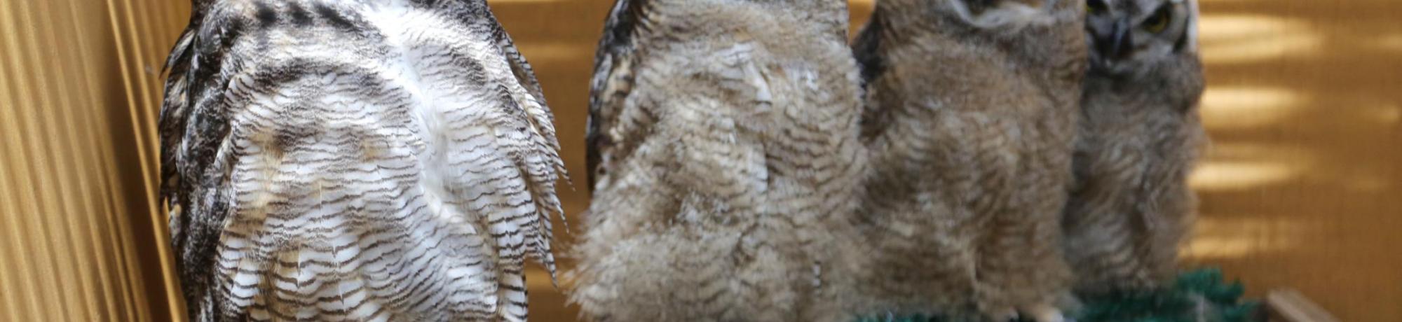 Puffy and the great horned owl babies