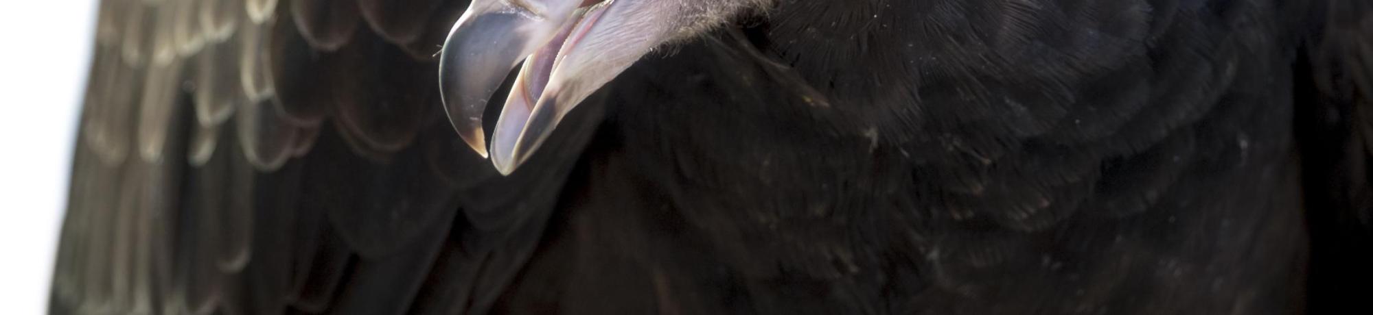 Juvenile Turkey Vulture