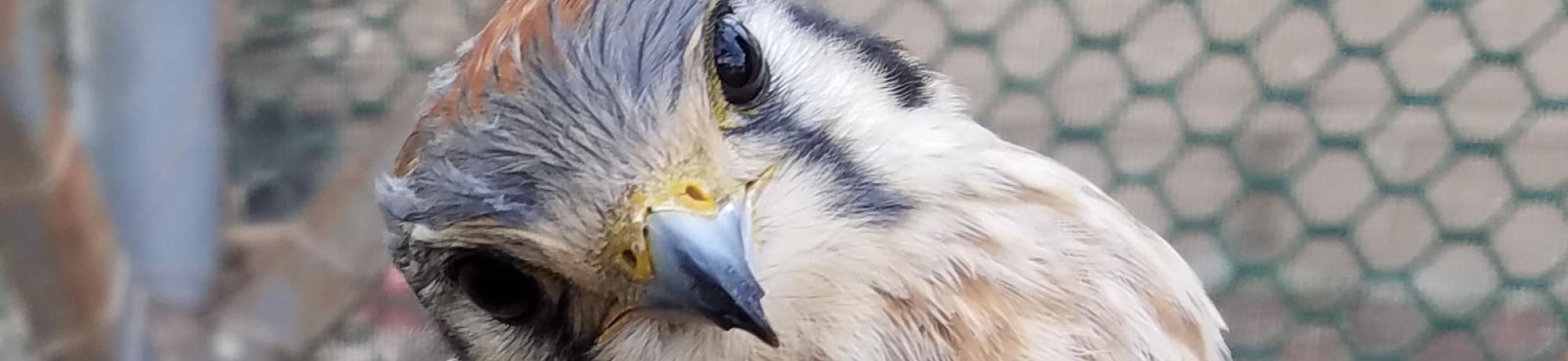 American kestrel
