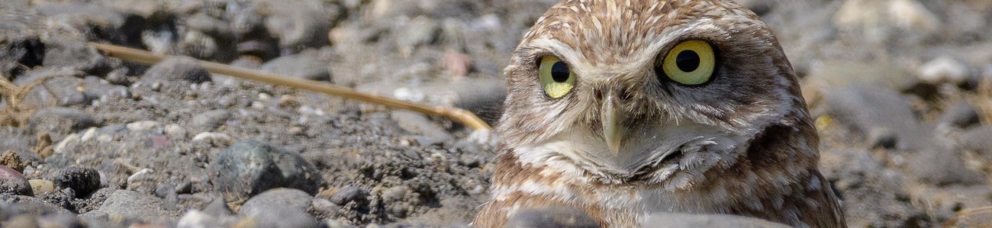 burrowing owl by Becky Matsuraba