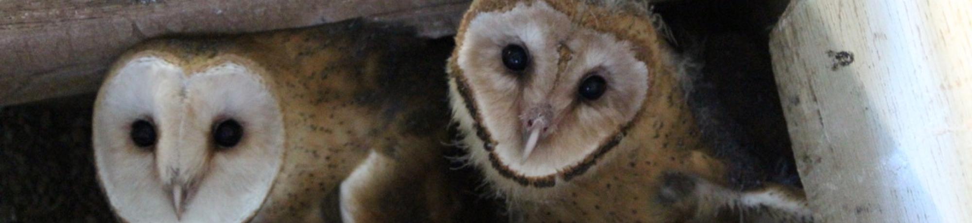 barn owl babies
