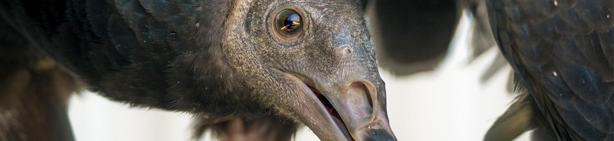 turkey vulture